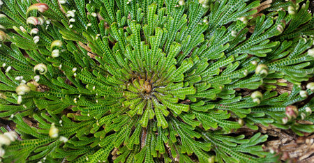 Resurrection Flower